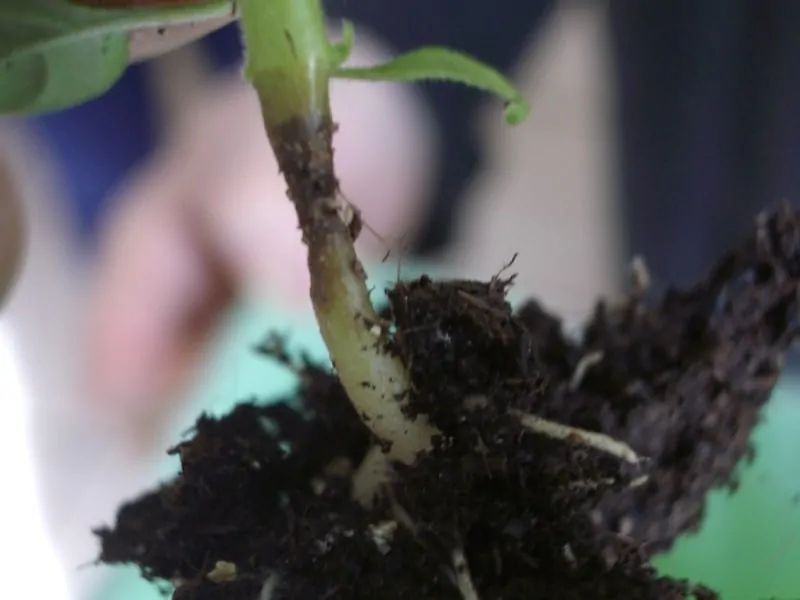 Pachypodium da seme: come evitare il marciume del colletto nelle prime settimane