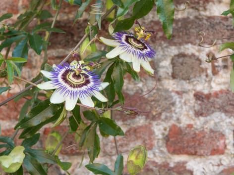 Passiflora: quando piantarla per un giardino fiorito