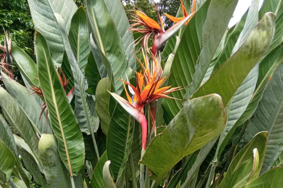 Sterlizia: i segreti per far fiorire l'uccello del paradiso anche in casa