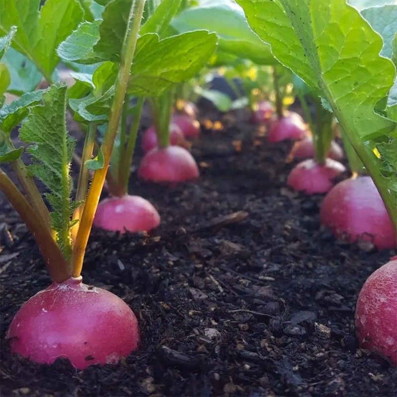 Sementi in vendita online per orto domestico: Guida Botanis