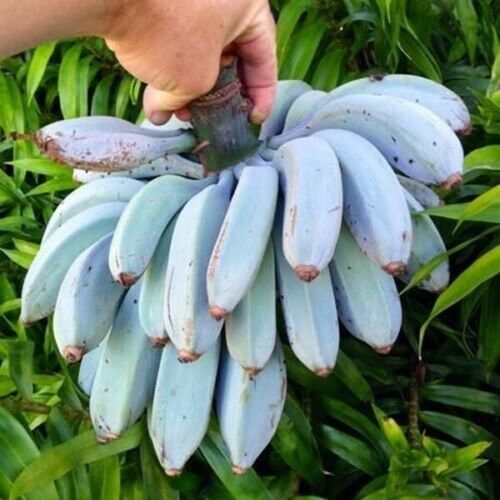 Musa itinerans (banano blu): come risvegliare i semi con temperatura e umidità