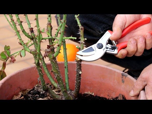 Come potare le rose: la guida pratica per fioriture spettacolari