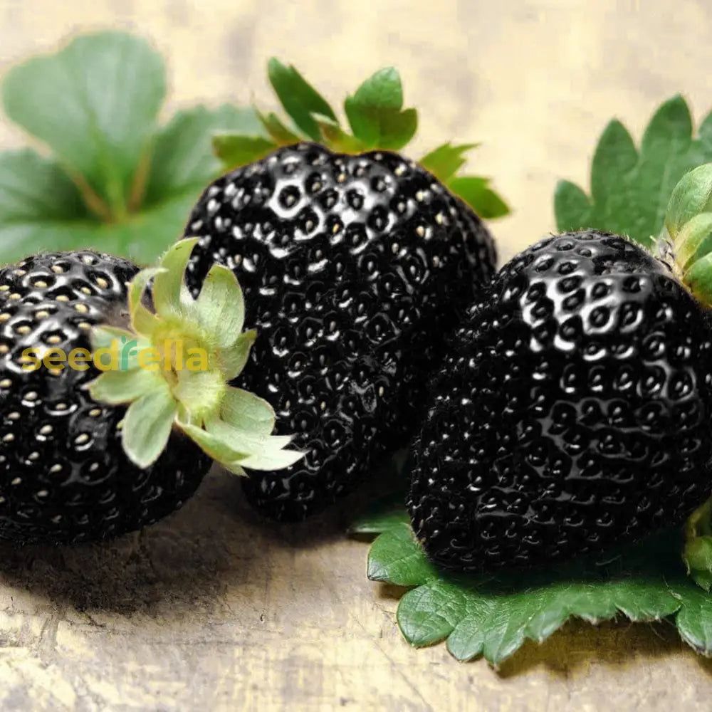 Black strawberry: Coltiva il frutto esotico nel tuo giardino