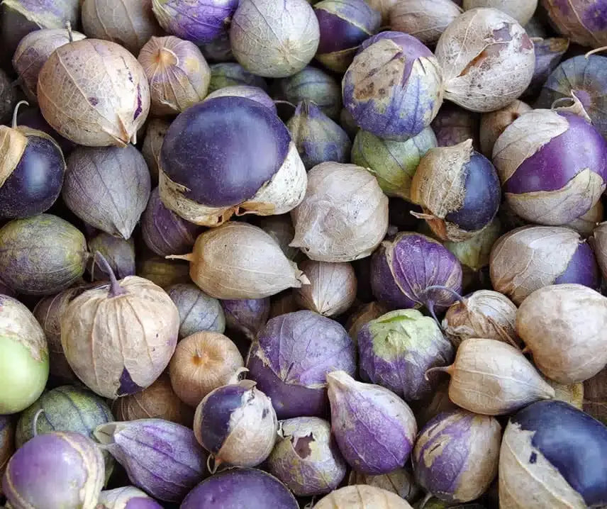 Semina del tomatillo: perché avviare più piantine è fondamentale