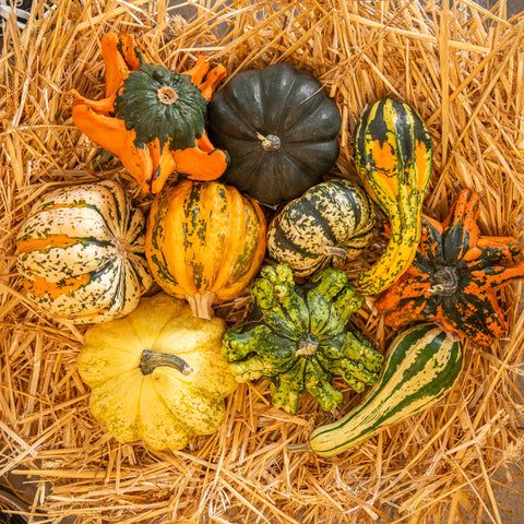 Vendita semi di zucche ornamentali particolari per autunno