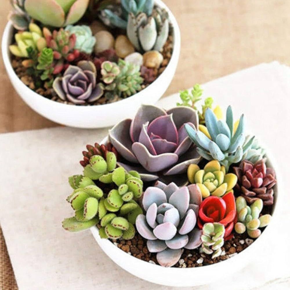 Semi di piante grasse e succulente: facili da coltivare per tutti