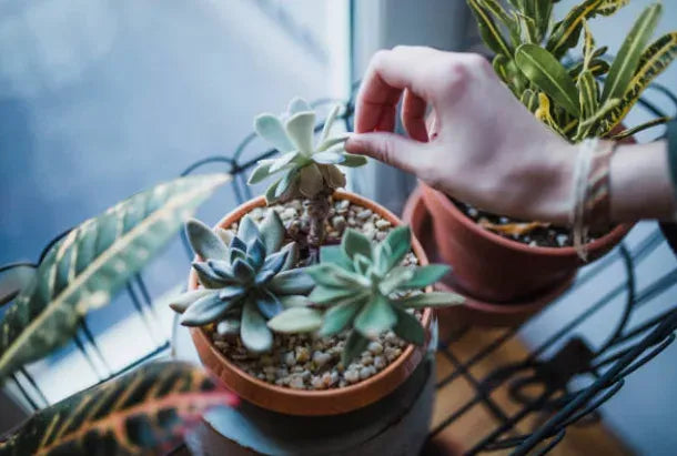 Succulente da seme: come far nascere la tua collezione verde partendo da zero