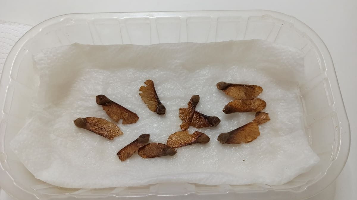 Stratificazione a freddo per piante carnivore: quali varietà ne hanno bisogno e le tempistiche corrette