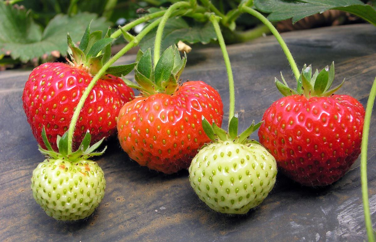 Quanti tipi di fragole esistono? Guida alle varietà più rare e curiose