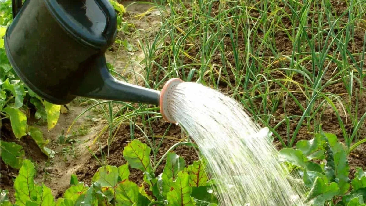 La guida definitiva all'irrigazione: quanta acqua serve davvero alle tue piante?