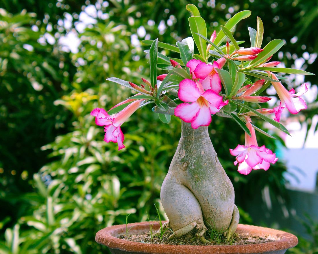 Gestione della luce per i semenzali di adenium: come evitare l'eziolatura nei primi mesi di vita