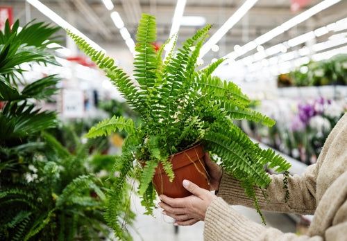 Idee regalo green: quale pianta scegliere per fare un figurone in ogni occasione