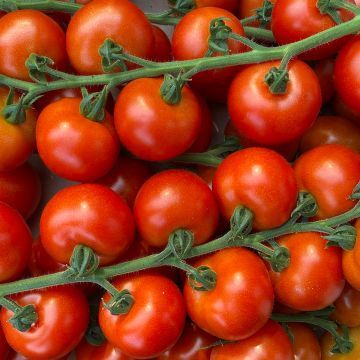 Migliori siti per comprare semi di pomodoro online: la tua guida completa