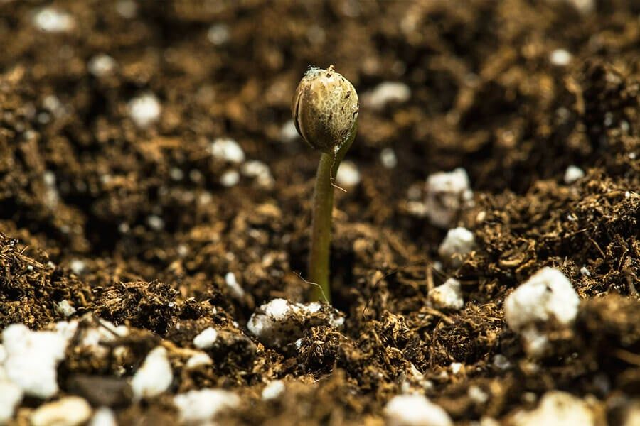 ammollo dei semi di banano: quante ore in acqua tiepida per una germinazione perfetta