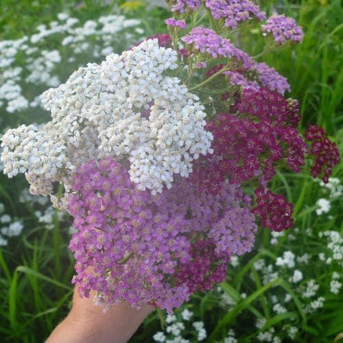 Negozio semi di fiori: la guida completa per un giardino fiorito