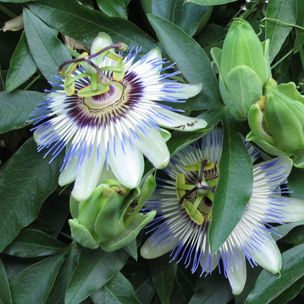 Passiflora Caerulea: come preparare e idratare i semi per una germinazione rapida e sicura