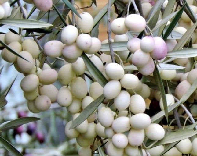 Olivo Bianco Greco (Leucolea): come far germogliare i semi di ulivo ornamentale
