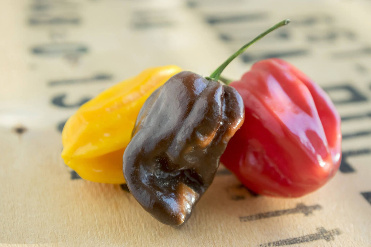 Peperoncini Habanero: quando iniziare la semina indoor per un raccolto estivo esplosivo