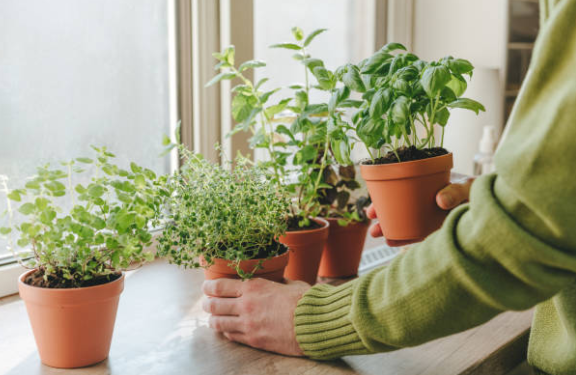 L'angolo delle tisane: le migliori erbe aromatiche da coltivare sul davanzale