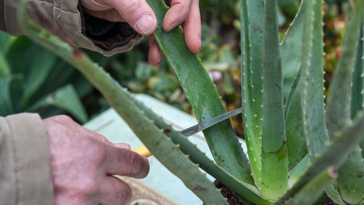 Tutti i segreti dell'aloe vera: come coltivare e usare la pianta dei miracoli