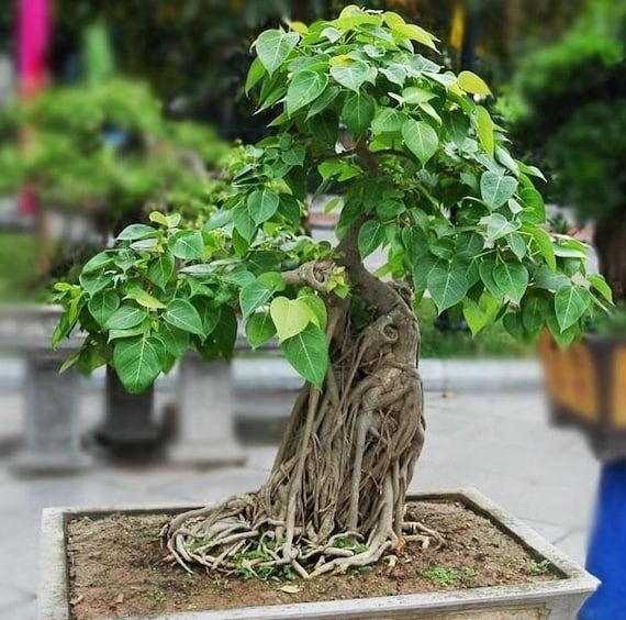 Ficus religiosa: coltiva l'albero sacro per la tua oasi