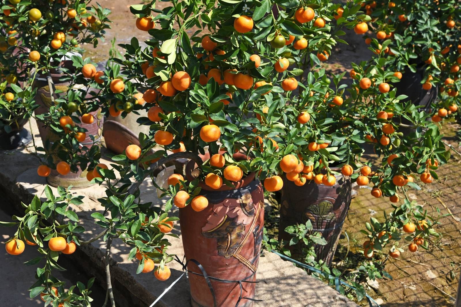Agrumi in vaso: le varietà più facili da coltivare sul balcone di casa