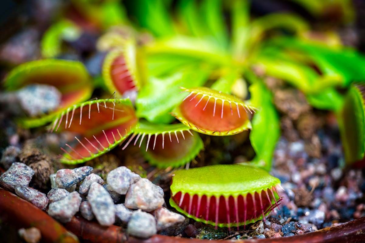 Dionea Muscipula: il protocollo esatto per germinare i semi in sfagno