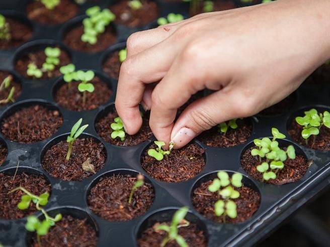 Semi rari: 5 varietà esotiche per un giardino che stupisce