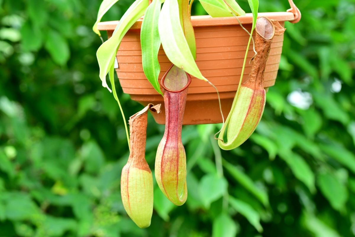 Coltivare Drosera e Nepenthes da seme: la guida definitiva per i primi mesi