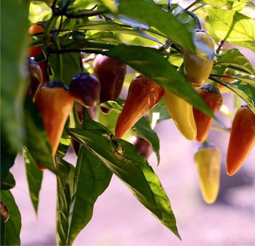 Semina dei peperoncini: come massimizzare la germinazione con umidità e calore