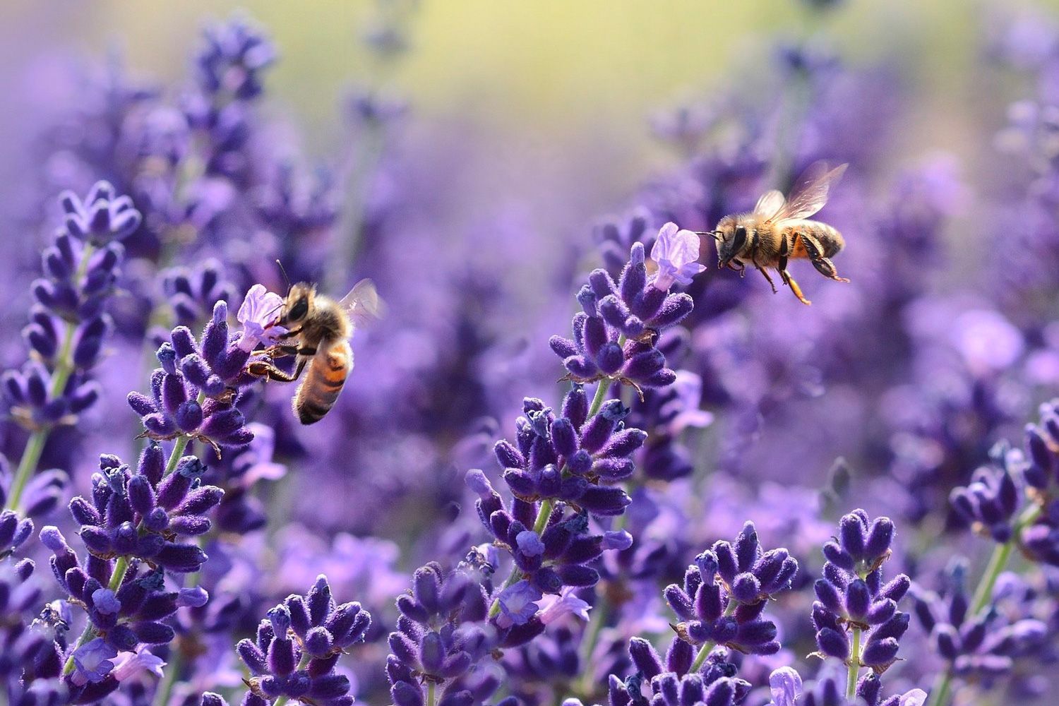 Fiori per le api: crea un giardino vivace e sostenibile