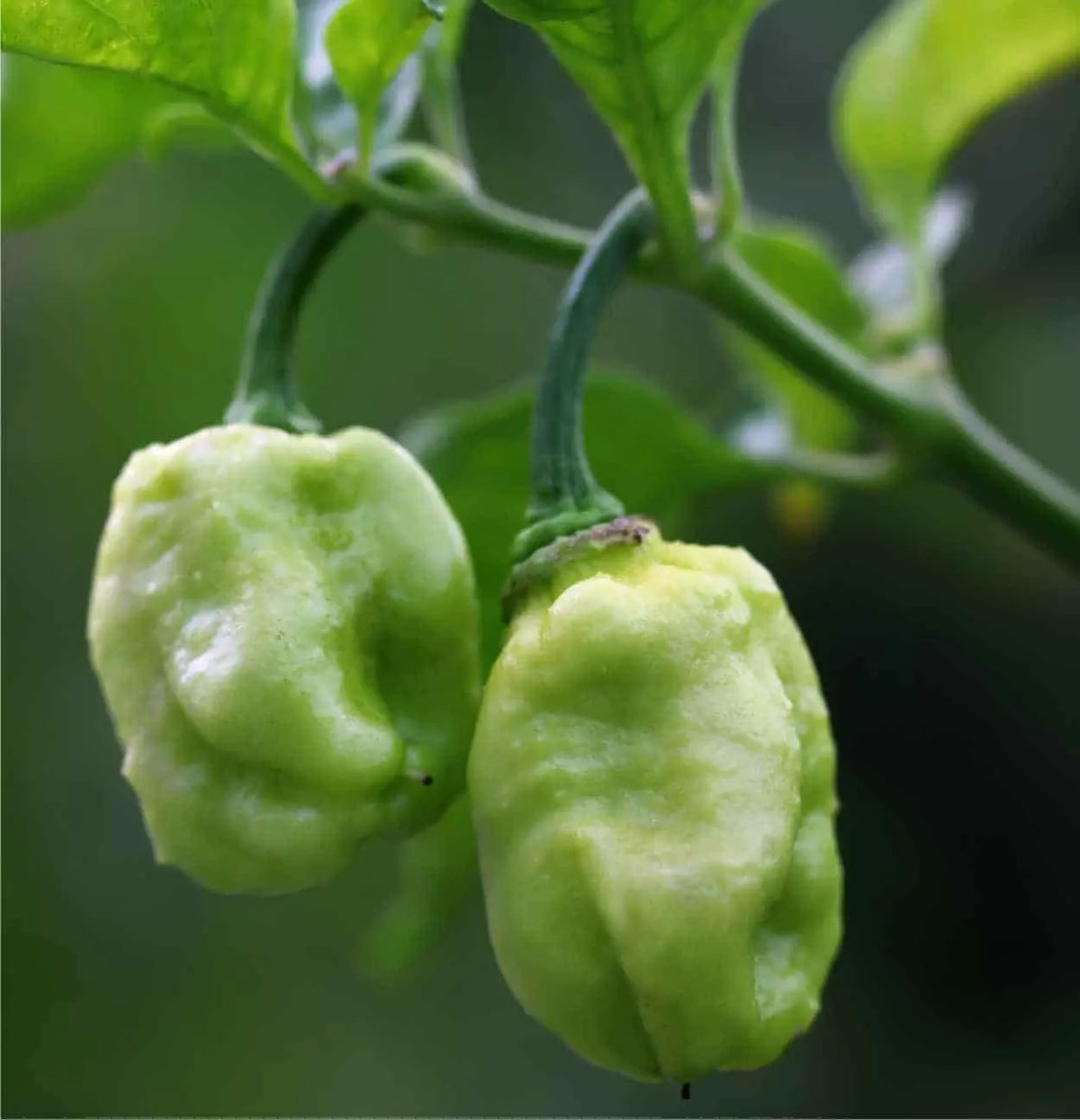 Jalapeño e Naga Morich: La guida al primo rinvaso post-germinazione senza stressare l'apparato radicale