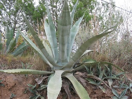 Come far germogliare semi di agave, yucca e altre succulente: la guida definitiva
