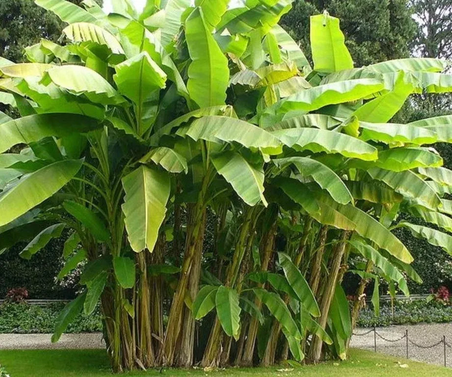 Coltivare il banano resistente al gelo (Musa basjoo): dalla scarificazione del seme alla messa a dimora