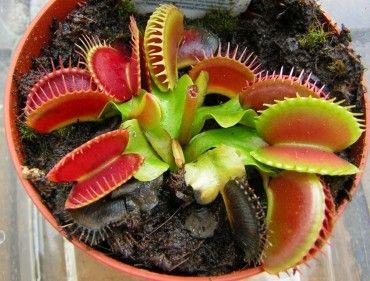 Dionaea muscipula da seme: la guida definitiva al substrato e all'acqua perfetta