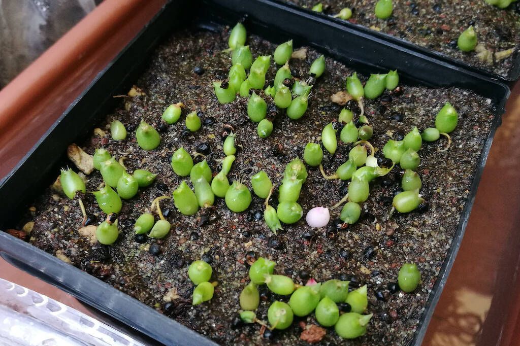 Cactus da seme: guida passo passo per la semina in semenzaio chiuso con alta umidità (Metodo Baggy)