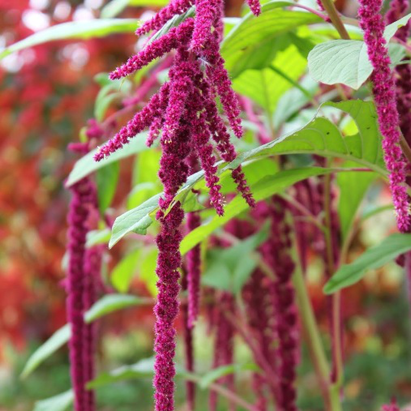 Perché l'amaranto coda di volpe è la pianta perfetta per un giardino d'effetto