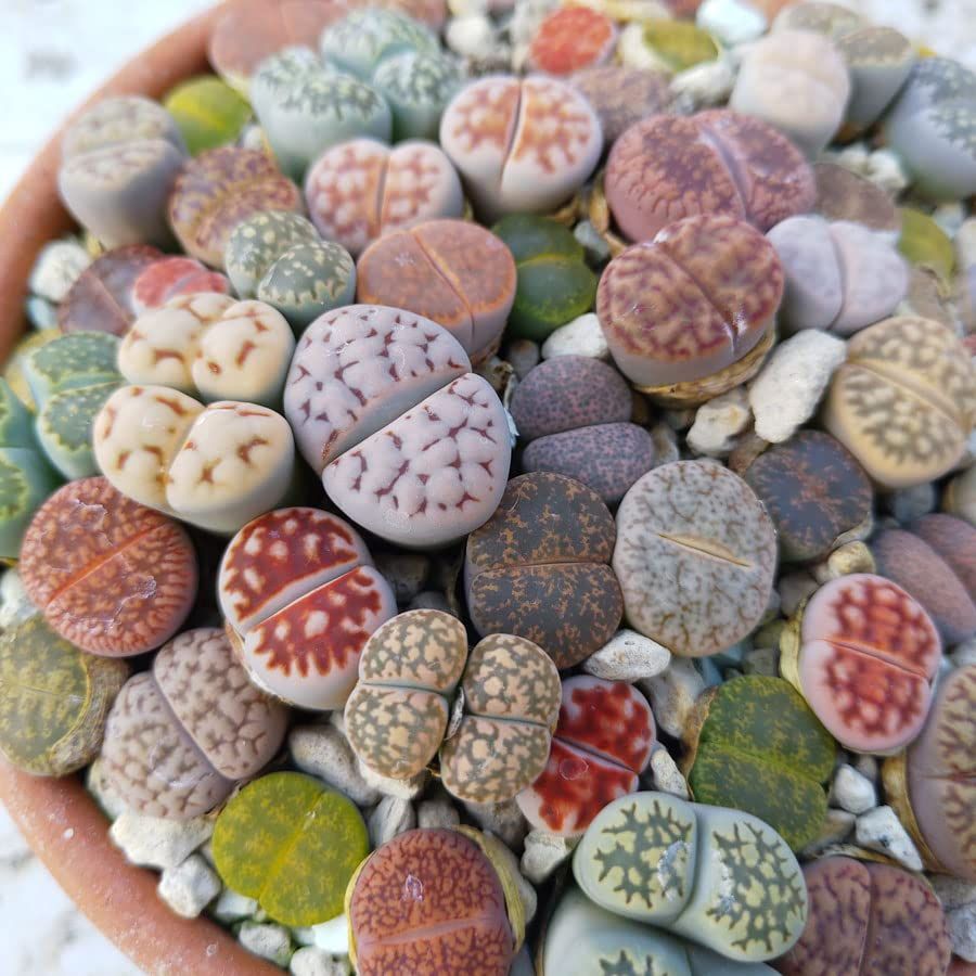 Semina dei Lithops (Sassi Viventi): Tempistiche, composizione minerale del terriccio e gestione della luce