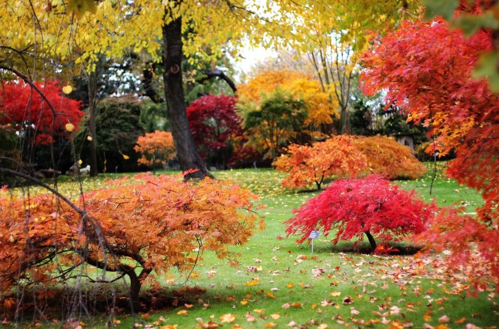 Acero campestre e aceri giapponesi: tecniche di stratificazione per una semina di successo