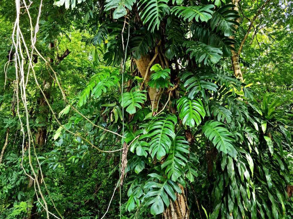 Guida pratica alla semina di banani, monstera e altre rarità botaniche: segreti per il pollice verde