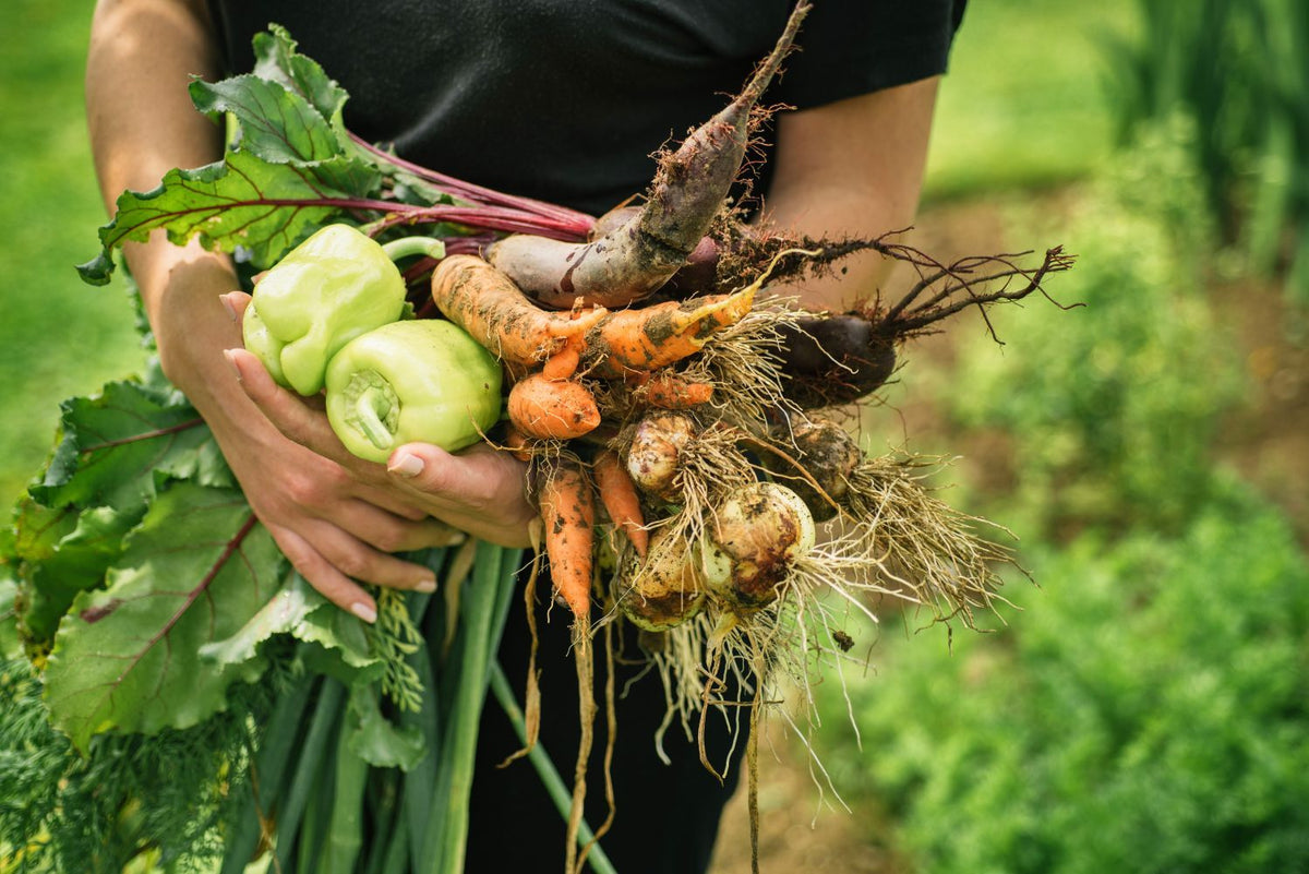 L'orto di settembre: cosa seminare ora per un autunno produttivo