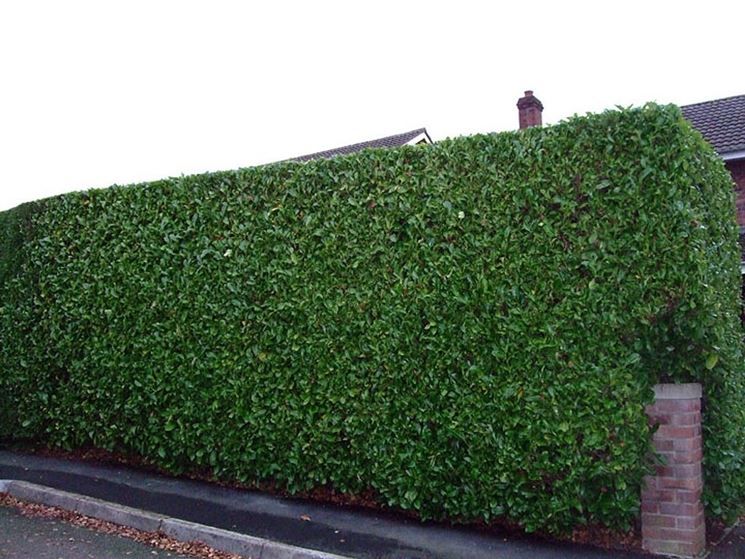 Siepi a crescita rapida: come ottenere privacy in giardino in tempi record
