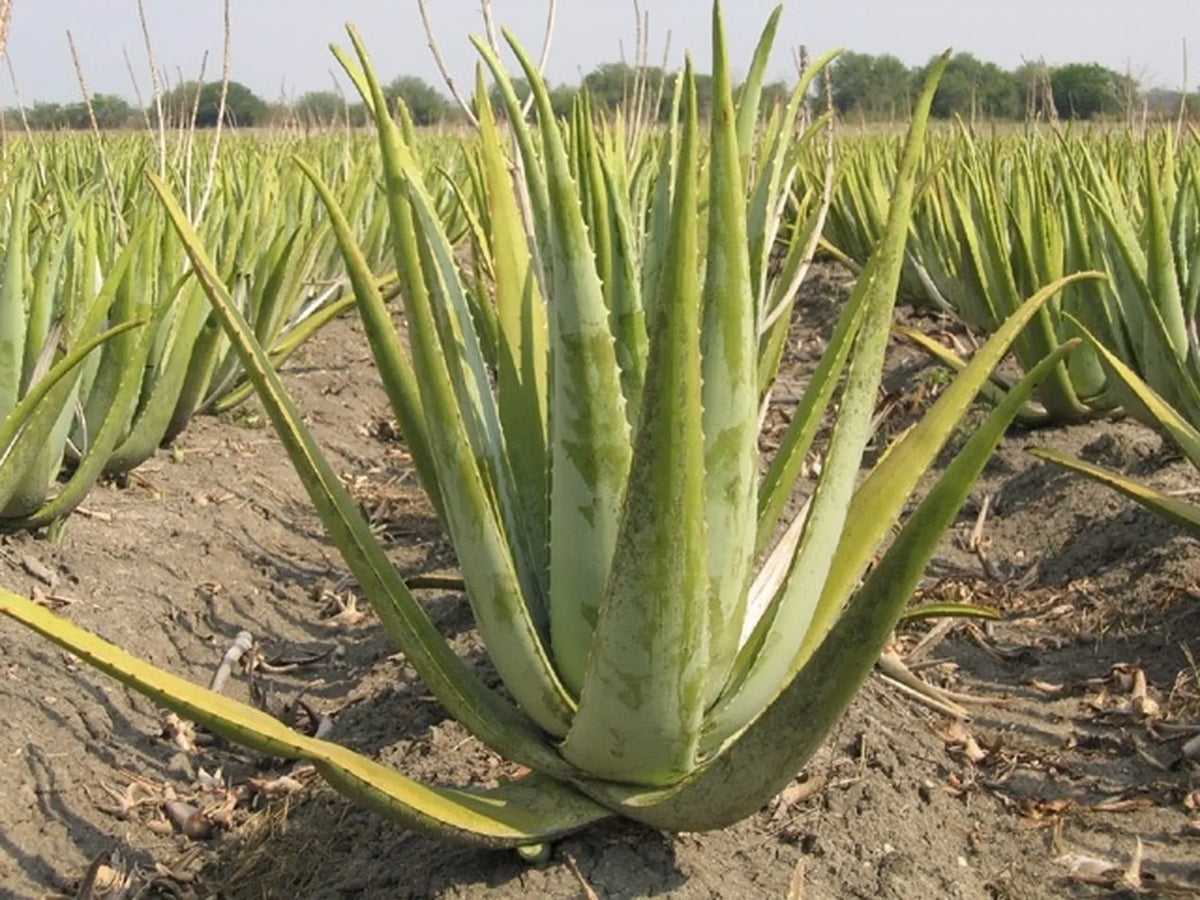 Aloe Vera e varietà rare da seme: come dosare l'irrigazione per evitare il marciume radicale in fase di germinazione