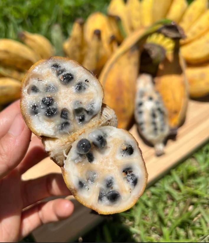 Le banane hanno i semi? Ecco tutta la verità tra frutti selvatici e specie commerciali