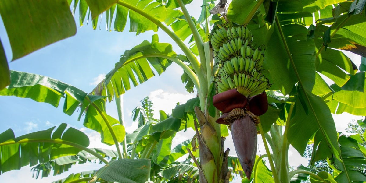 Urban jungle fai-da-te: i segreti per far germinare i semi di banano in casa