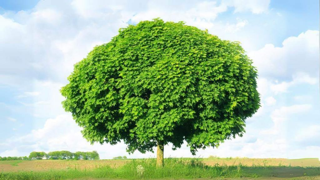 Acero campestre vs. acero riccio: quale varietà scegliere per un giardino perfetto?