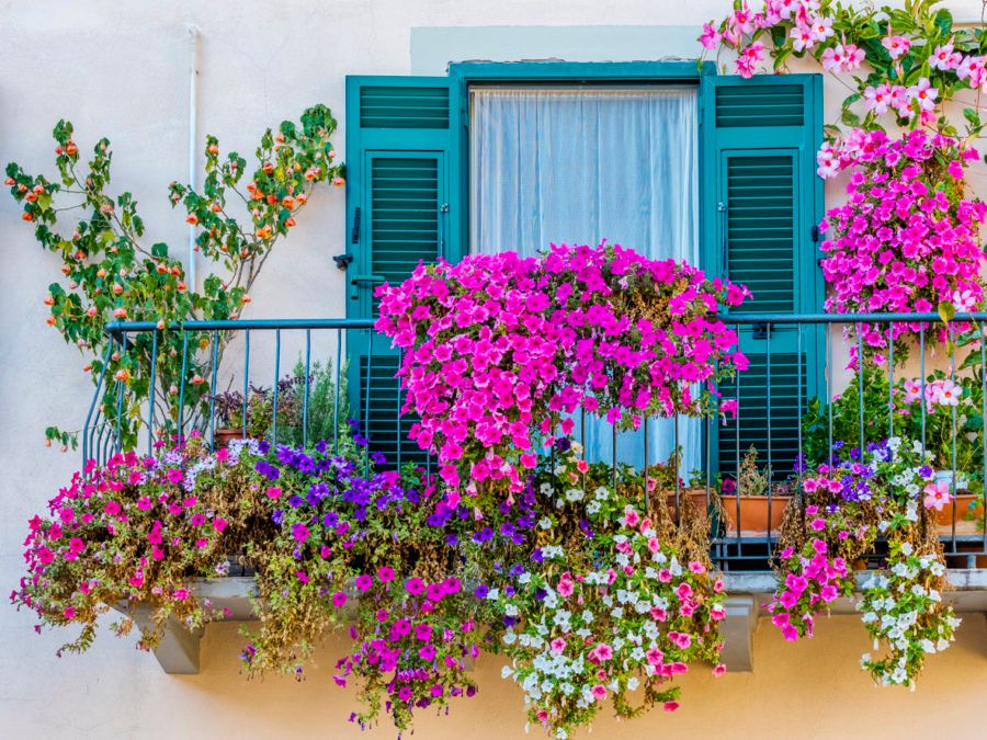 Migliori semi di fiori online per balcone soleggiato: Trasforma il tuo spazio in un'oasi fiorita