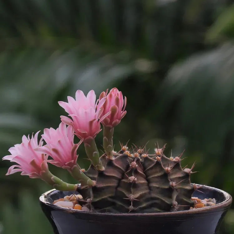 Astrophytum e Gymnocalycium: le condizioni ambientali ottimali per massimizzare il tasso di germinabilità