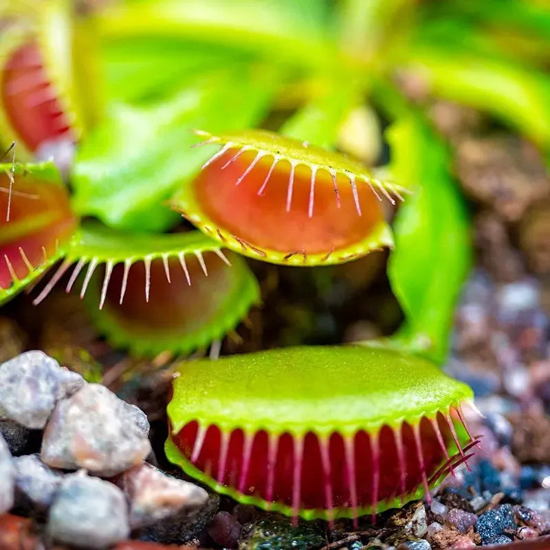 Fotoperiodo per la dionaea muscipola: le ore di luce artificiale per la germinazione