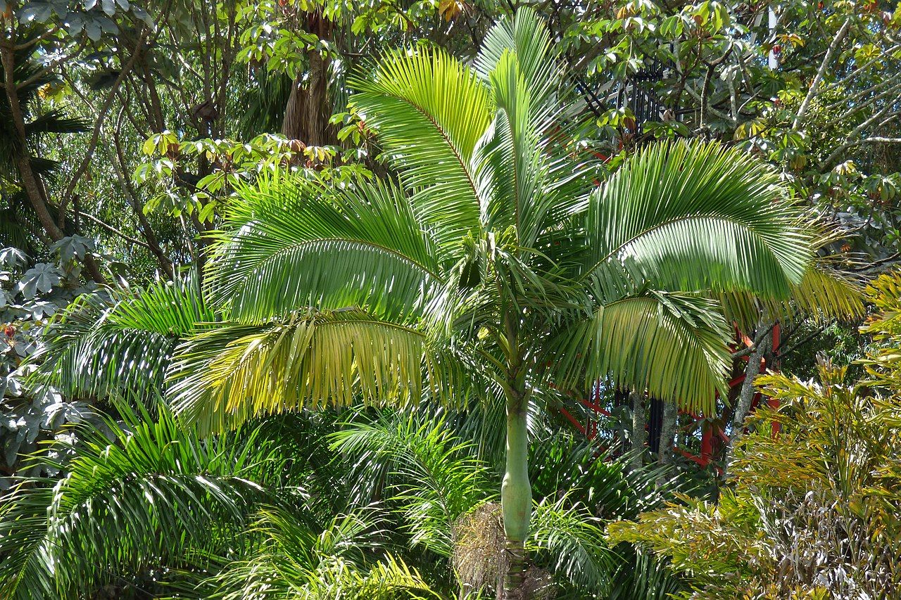 Palme da seme: il metodo infallibile passo-passo per la germinazione dei semi di palma